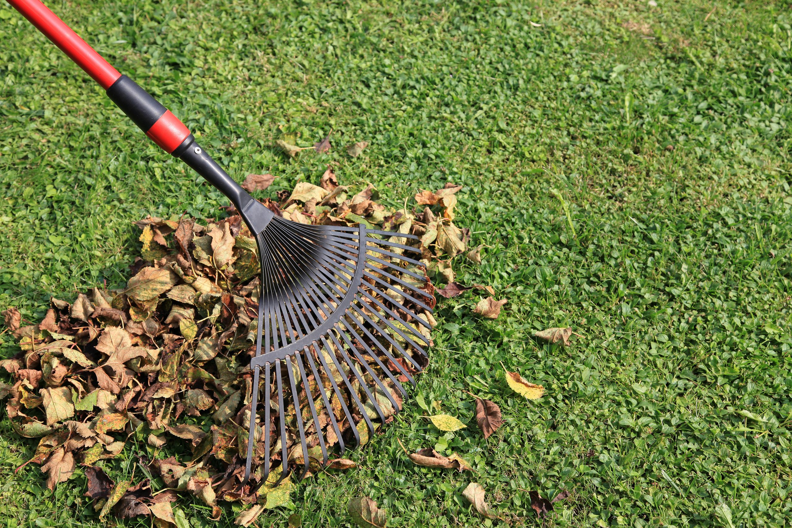 Yard cleaning. Грабли для очистки газона. Вычесывание газона. Грабли для уборки листвы с газона. Грабил для очистки газона.