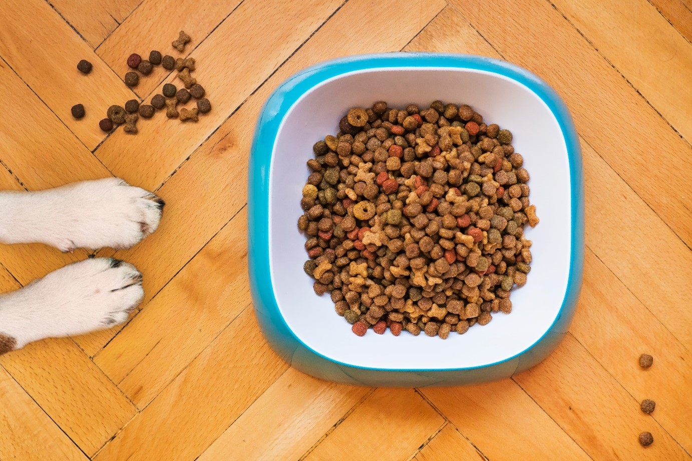 Ako vybrať správne granule pre psa?